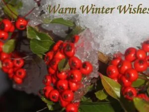 Gift voucher with picture of winter berries